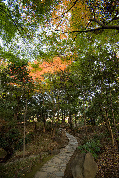 写真: 小石川後楽園【内庭近辺の紅葉】1