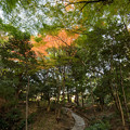 写真: 小石川後楽園【内庭近辺の紅葉】1