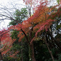 写真: 小石川植物園【小道沿いの紅葉】3