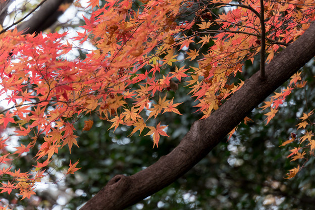 写真: 小石川植物園【小道沿いの紅葉】4