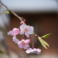 写真: 花菜ガーデン【しだれ桜】1
