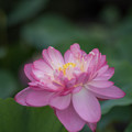 写真: 神代植物公園【蓮の花：紅万々】1
