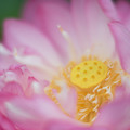 写真: 神代植物公園【蓮の花：紅万々】2