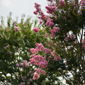 写真: 花菜ガーデン【ピンク色の百日紅】3