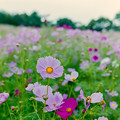 昭和記念公園【花の丘の花畑】1銀塩