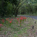 写真: 昭和記念公園【こもれびの家付近：ヒガンバナ】3