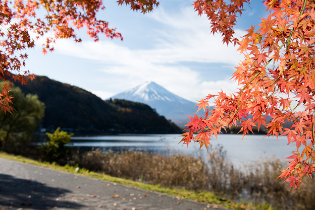 写真: 河口湖【富士山と紅葉】5