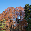 写真: 神代植物公園【メタセコイヤの紅葉】2