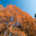 写真: 神代植物公園【メタセコイヤの紅葉】3