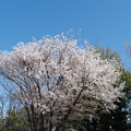 写真: 近所の緑道【サクラ：山桜】1