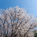 写真: 近所の緑道【サクラ：山桜】2