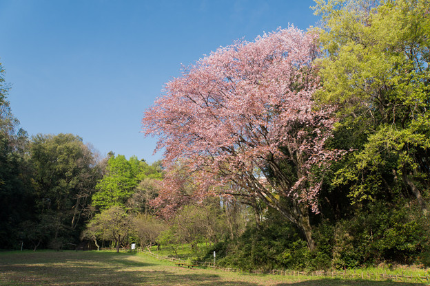 写真: 近所のサクラ【鴨池公園かきのき広場：紅山桜】