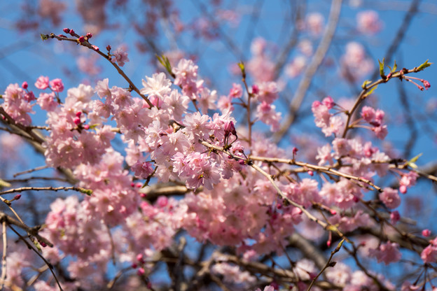 写真: 近所のサクラ【テリタビーズ公園：老木の八重紅枝垂桜】4