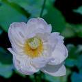写真: 花菜ガーデン【蓮の花(白雪公主)】1銀塩