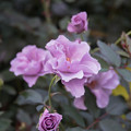 写真: 48YEG【秋バラ：紫の園】