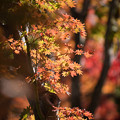 写真: 22昭和記念公園【日本庭園：紅葉の様子】15