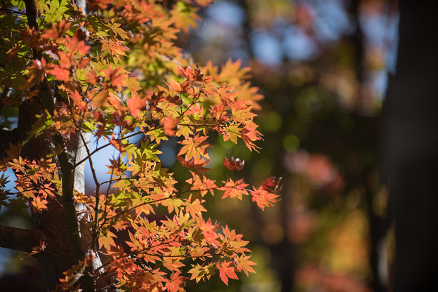 写真: 20昭和記念公園【日本庭園：紅葉の様子】13