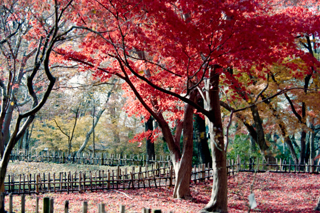 写真: 15神代植物公園【かえで園の紅葉】6銀塩NLP