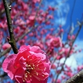 写真: なかなか咲かない梅