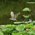 写真: 蓮池のゴイザギ (2)