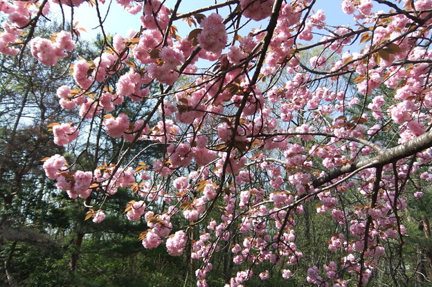 写真: 八重桜　４
