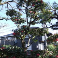 写真: 山茶花の木　２−２