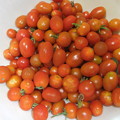 写真: 採れたミニトマト