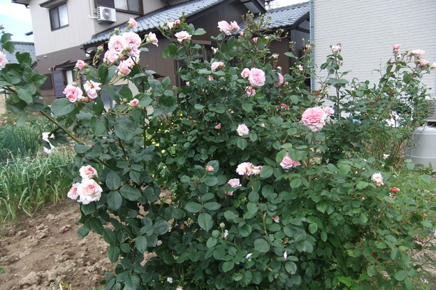 写真: 家庭菜園のバラの花　１
