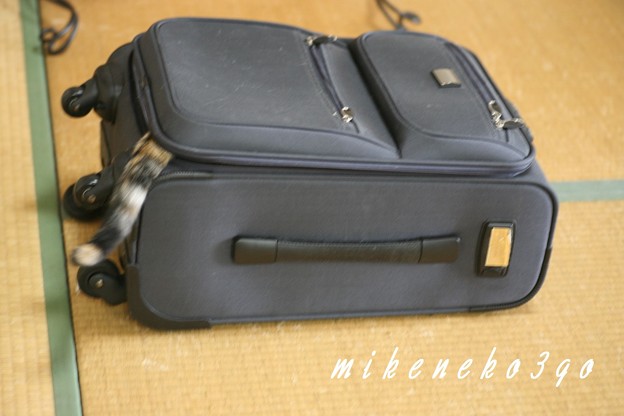 写真: スーツケース3