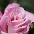 写真: IMG_5994ばら園・薔薇（桜貝）