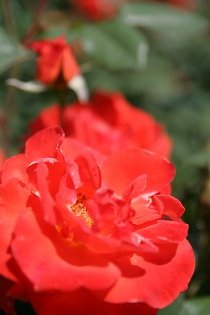 IMG_6037ばら園・薔薇（テキーラ）