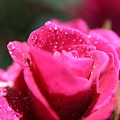 写真: IMG_6106ばら園・薔薇（イントゥリーグ）