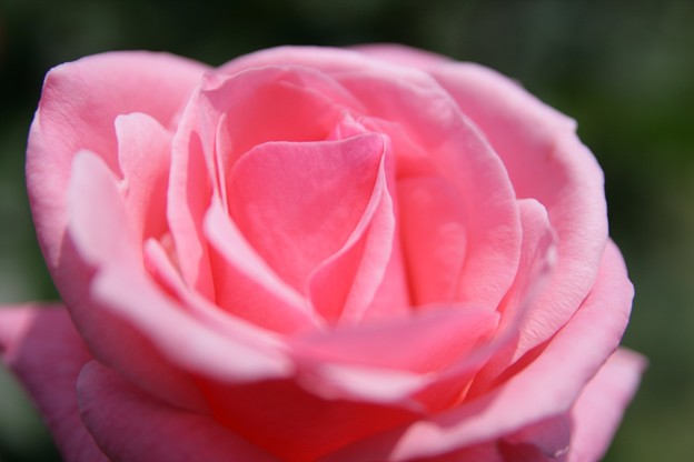 写真: IMG_6250ばら園・薔薇（クィーン エリザベス）