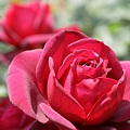 写真: IMG_6255ばら園・薔薇（オクラホマ）