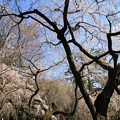 IMG_8175京都御苑・近衞邸跡の糸桜