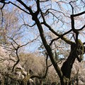 IMG_8177京都御苑・近衞邸跡の糸桜