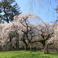 写真: IMG_8181京都御苑・近衞邸跡の糸桜