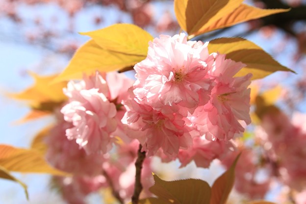 写真: IMG_9122平野神社・八重桜