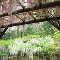 IMG_0091春日大社神苑萬葉植物園・新紅と藤