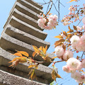 写真: IMG_7668引接寺（千本ゑんま堂）・普賢象桜と十重石塔（重要文化財）