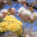 写真: IMG_7739引接寺（千本ゑんま堂）・木香茨と普賢象桜