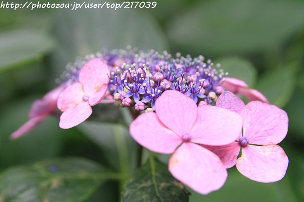 写真: IMG_7961第二紫陽花苑・紫陽花
