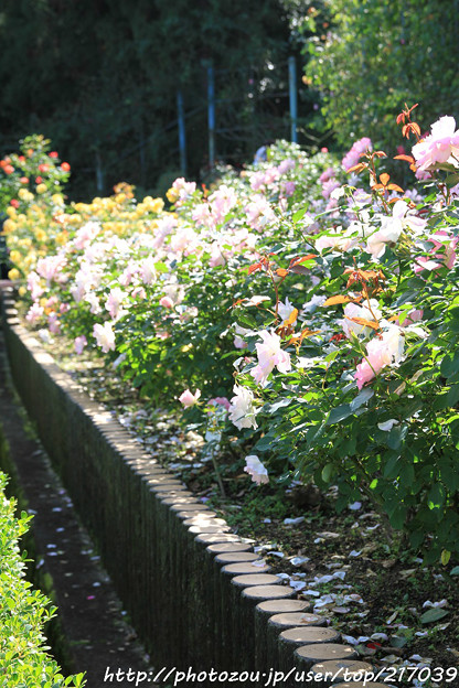 写真: IMG_9601ばら庭園・薔薇