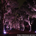写真: IMG_0480京都府立植物園・くすのき並木