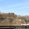 写真: IMG_1848大阪城公園・東外堀・百合鴎と大阪城天守閣