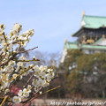 写真: IMG_2042大阪城公園・梅林・梅と大阪城天守閣