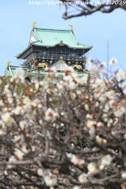 写真: IMG_2051大阪城公園・梅林・大阪城天守閣と梅