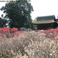 写真: IMG_2196梅園・梅と御本殿