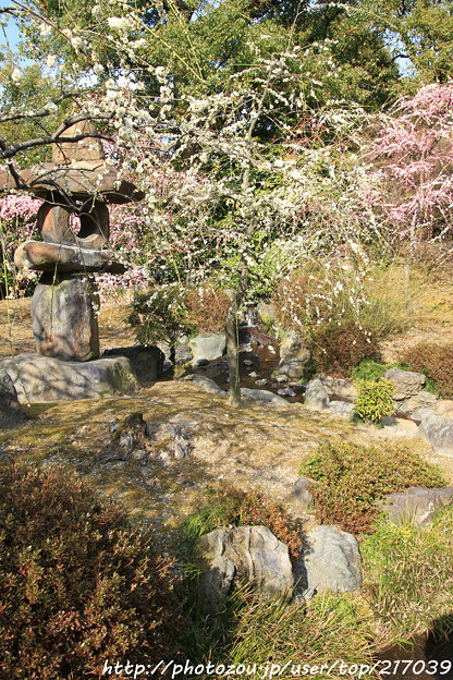 写真: IMG_2257城南宮・神苑 源氏物語花の庭・春の山・枝垂れ梅