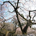 IMG_2768京都御所・近衞邸跡の糸桜